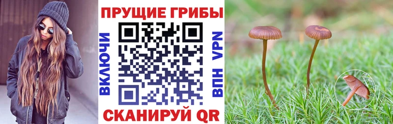 где купить наркоту  Куровское  Псилоцибиновые грибы мухоморы 